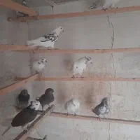 کبوتر|پرنده|آران و بیدگل, |دیوار