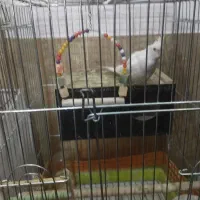 پرنده وعروس هلندی