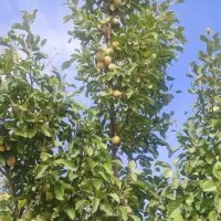 الو خوانساری زود رس بدون افت وکرم سر درخت کیلو 100