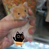 فروش همسترهای خانگی همراه با لوازم جانبی