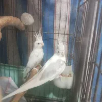 جفت عروس البینو