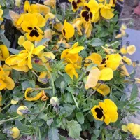 فروش گل های خانگی