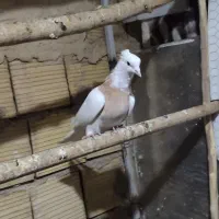 تعدادی کفتر خوب|پرنده|مشکیندشت, |دیوار