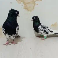 کله سیاه نر ماده|پرنده|قوچان, |دیوار