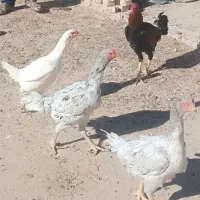 مرغ و خروس لاری