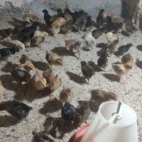 جوجه مرغ گلپایگان