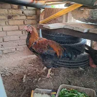 مرغ خروس|حیوانات مزرعه|رفسنجان, |دیوار