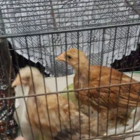 جوجه مرغ رسمی