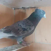 کبوتر کفتر نقشو پرش(بار جدید داخل فیلم)