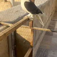 کبوتر چادری بسیار زیبا وسالم