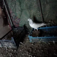 کبوتر پرشی|پرنده|اردکان, |دیوار