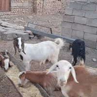 ۲۸ راس کولار|حیوانات مزرعه|گناباد, |دیوار