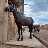 اسب مادیان ۷ساله