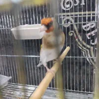 سهره نر سه ساله. جفتی قناری|پرنده|شهرکرد, |دیوار