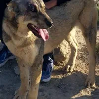 سگ پژدر توله