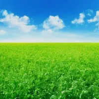پنج-هکتار-زمین-کشاوزی-با-آب-چاه-عمران-برقی