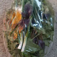 سبزی خوردن محلی تازه و خوشمزه