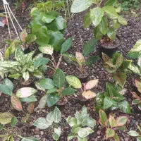 گل اگلونما|گل و گیاه طبیعی|رشت, کوی طالقانی|دیوار