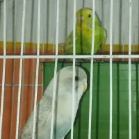 مرغ عشق|پرنده|اسلام‌شهر, مسکن مهر اسلاشهر (شهرک امام خمینی)|دیوار