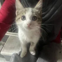 گربه|گربه|رشت, شهرک آیت الله منتظری|دیوار