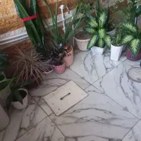گل  و گیاه