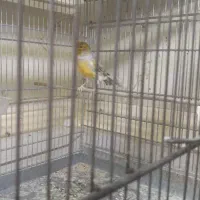 قناری و سهره|پرنده|اسلامشهر, شهرک مهدیه|دیوار