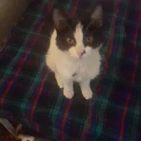 گربه خونگی واکسن زدا شده