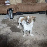 حیوان خانگی