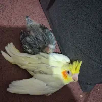 طوطی