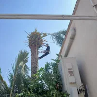 قطع نخل|خدمات باغبانی و درختکاری|بوشهر, |دیوار