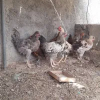 جوجه|حیوانات مزرعه|زابل, |دیوار