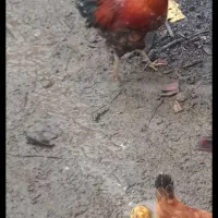 دوتا خروس سرحال وگوشتی