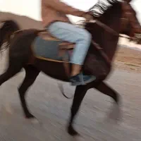 اسب یورقه|اسب و تجهیزات اسب‌سواری|سلیمان, |دیوار