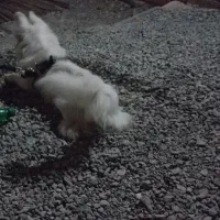 بهترین سگ پشمالو|سگ|کهنوج, |دیوار