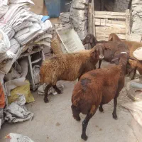 گوسفند زنده کیلوی ۲۶۰۰۰تومن|حیوانات مزرعه|میانه, |دیوار