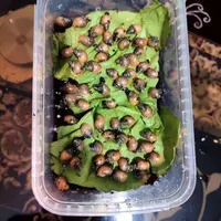 بچه حلزون|خزنده|قزوین, |دیوار