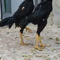 مرغ وخروس اوشامووارداتی وتخم انها|حیوانات مزرعه|آسارا, |دیوار