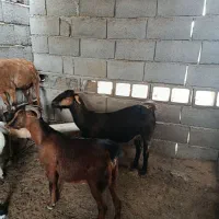 بز آغوس و کهره نر و ماده|حیوانات مزرعه|بندرعباس, |دیوار