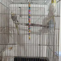 عروس هلندی|پرنده|مبارکه, |دیوار