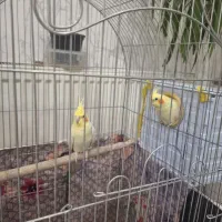 عروس هلندی جفت بالغ به شرط تخم