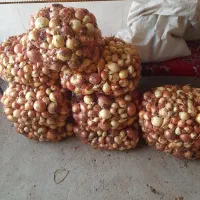 پیاز ترد و تازه