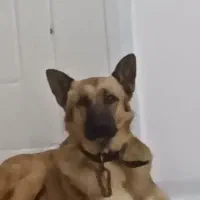 سگ گمشده