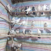 کبوتر جدید رسیددرلالجین|پرنده|لالجین, |دیوار