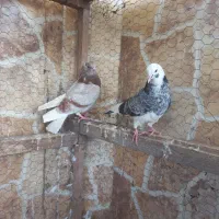 کبوتر پرشی|پرنده|بابل, |دیوار