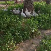 غاز فروشی
