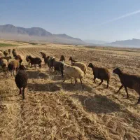 تعدادی میش و بره درجه(1) داشتی