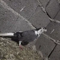 تعدادی کبوتر|پرنده|مینودشت, |دیوار