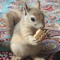 واگذاری حیوان اهلی