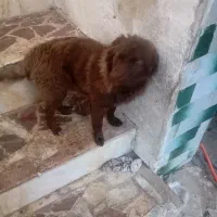 سگ پاکوتا|سگ|مراغه, |دیوار