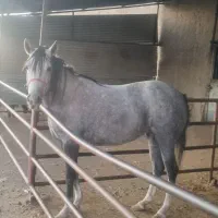 یک راس مادیان|اسب و تجهیزات اسب‌سواری|قزوین, |دیوار